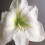 Amaryllis MONT BLANC. Pure White. 2