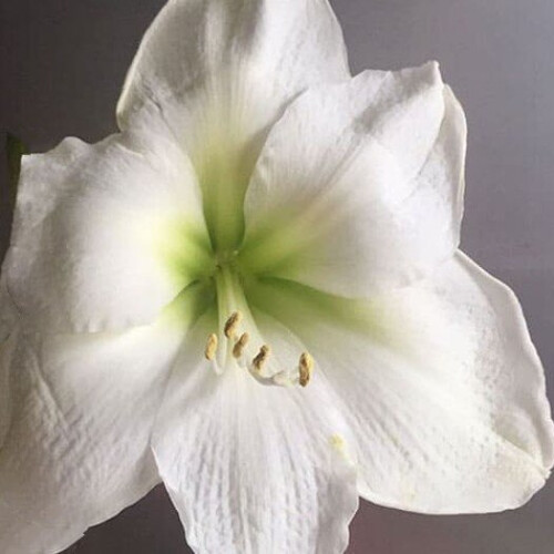 Amaryllis MONT BLANC. Pure White. 1