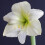 Amaryllis MONT BLANC. Pure White. 3
