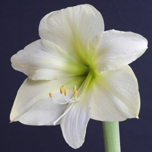 Amaryllis MONT BLANC. Pure White. 2
