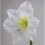 Amaryllis MONT BLANC. Pure White. 1