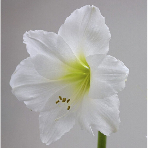 Amaryllis MONT BLANC. Pure White.