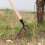 Stand Weeder Tool Claw Weeder Tool with Foot Pedal 5