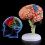 4d Disassembled Anatomical Human Brain Model 1