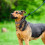 Dog Training Choke Collar, Adjustable Stainless Steel Slip Collars 3