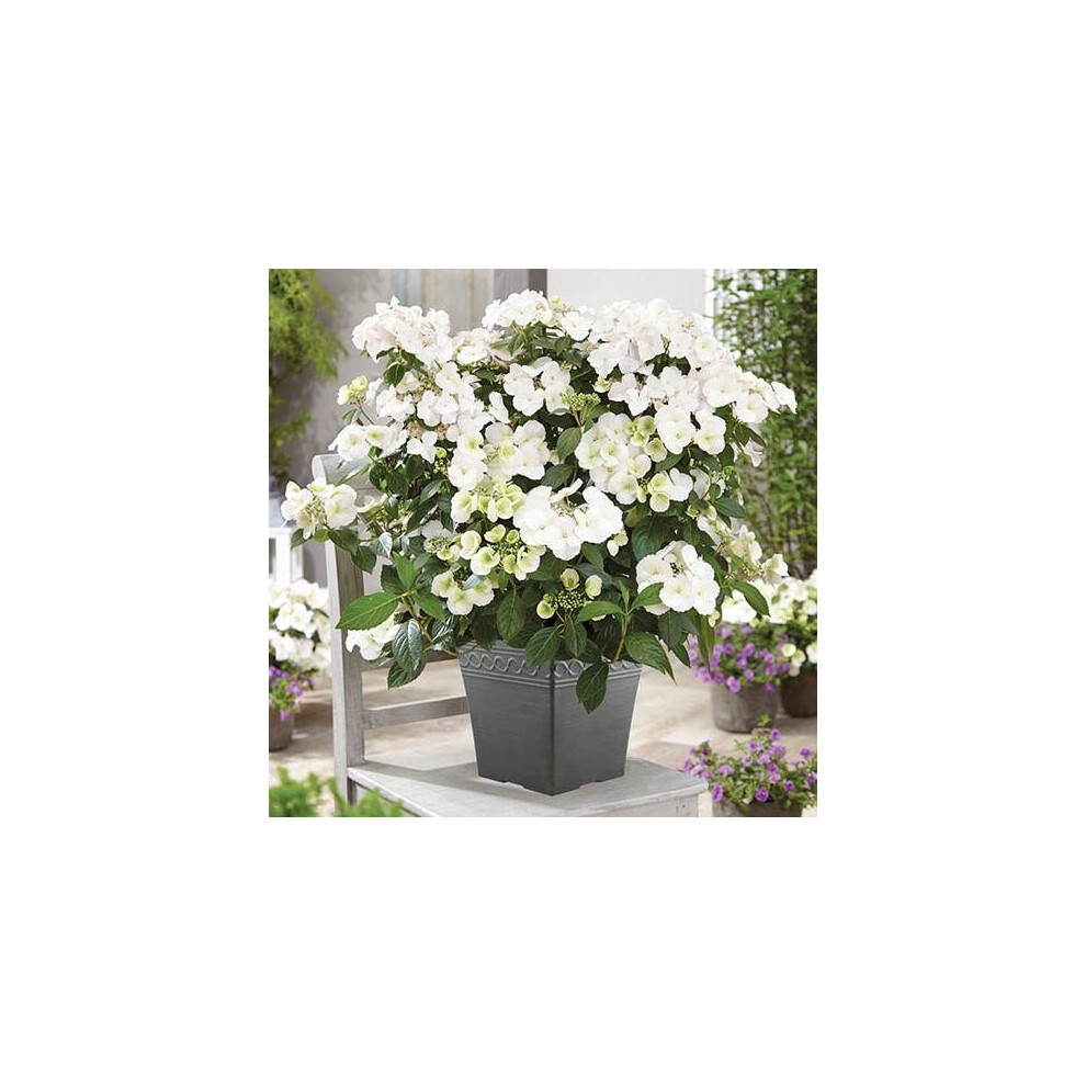 Wilko Hydrangea Runaway Bride Plant Pot 14Cm - Image 3