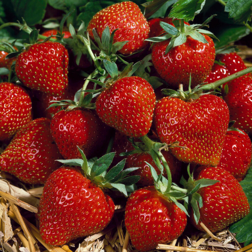 Strawberry Korona (9cm, Pack of 5)