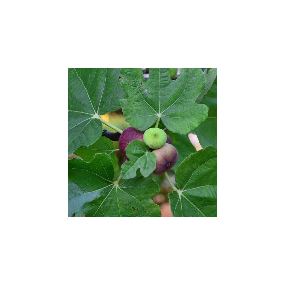 FICUS Little Miss Figgy. Purple Fruit.