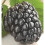 BLACKBERRY Merton Thornless. 3