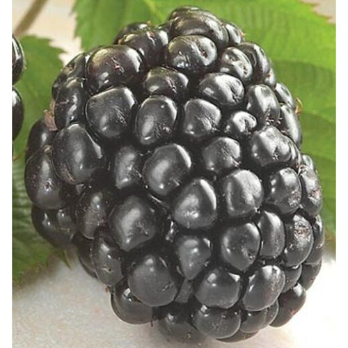BLACKBERRY Merton Thornless. 2