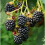 BLACKBERRY Merton Thornless. 4