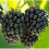 BLACKBERRY Merton Thornless. 5