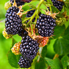 BLACKBERRY Merton Thornless.