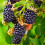 BLACKBERRY Merton Thornless. 1