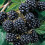 BLACKBERRY Merton Thornless. 2