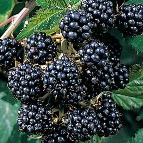 BLACKBERRY Merton Thornless. 1