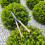 TOPBUXUS Professional Topiary Shears 2