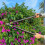 Set Of 3 Garden Tools Lopper Shears Secateurs 3