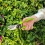 Set Of 3 Garden Tools Lopper Shears Secateurs 5