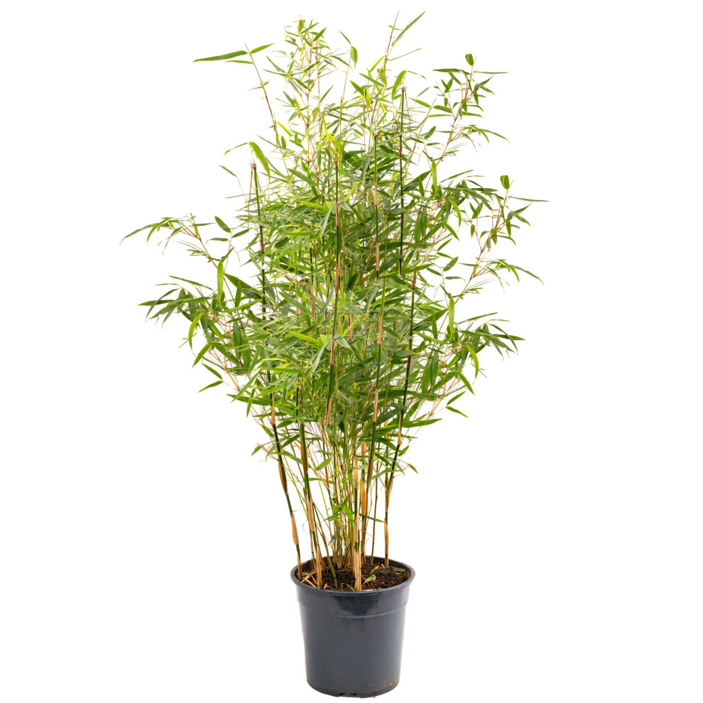 (90-110cm) Fargesia Pingwu Hardy Non-Invasive Bamboo Garden Plant Ideal for Screening