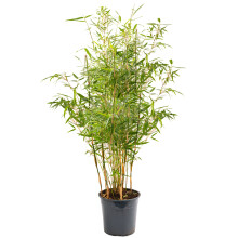 (110-130cm) Fargesia Pingwu Hardy Non-Invasive Bamboo Garden Plant Ideal for Screening