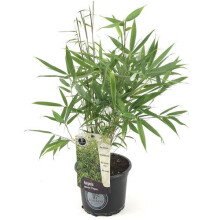 (40-50cm) Fargesia Pingwu Hardy Non-Invasive Bamboo Garden Plant Ideal for Screening