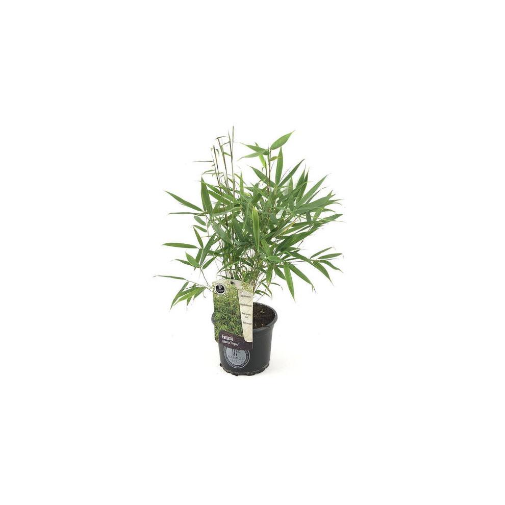 Gardeners Dream (40-50Cm) Fargesia Pingwu Hardy Non-Invasive Bamboo Garden Plant Ideal For Screening