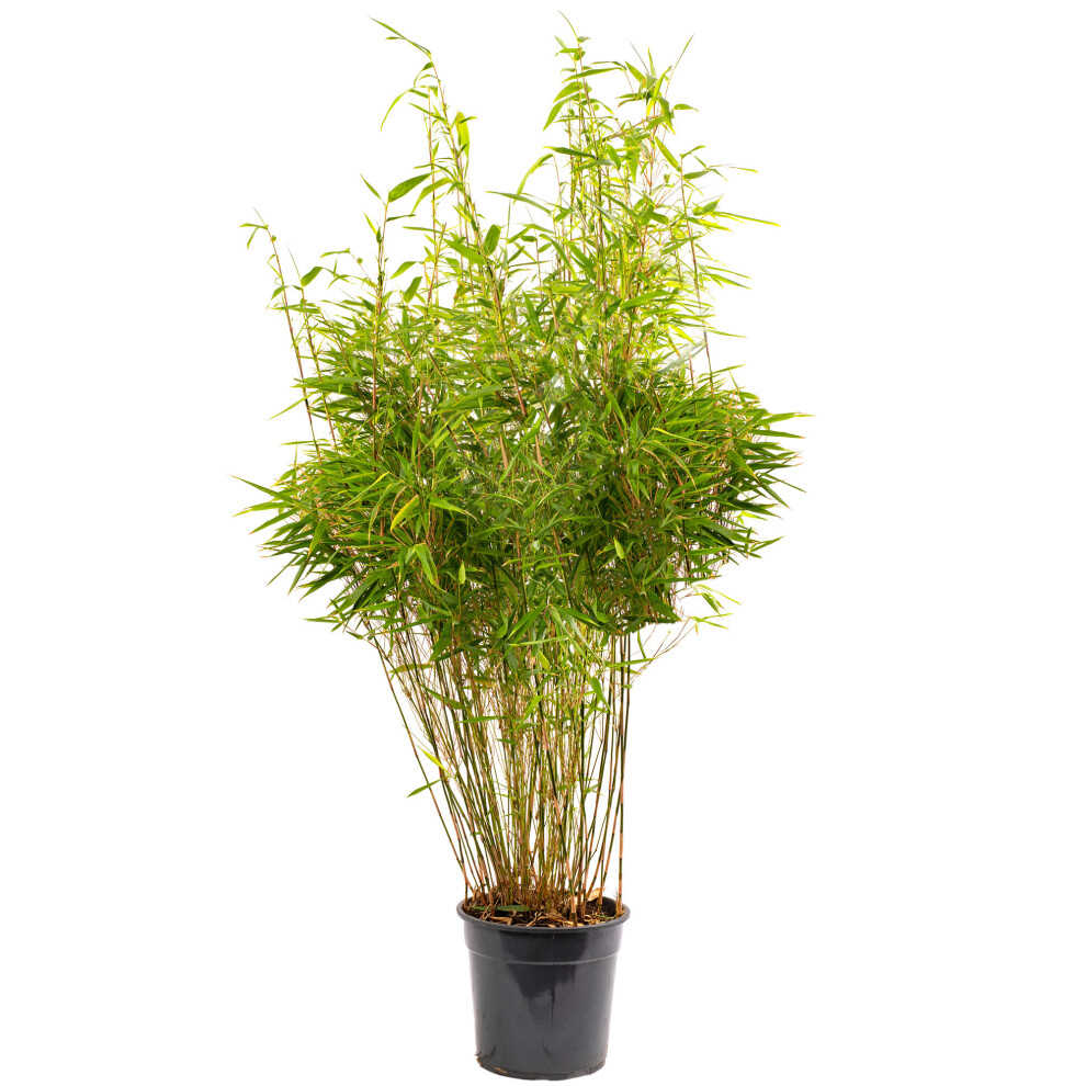 (27cm pot (110-130cm height)) Fargesia Rufa Hardy Non-Invasive Red Panda Bamboo Garden Plant for Screening
