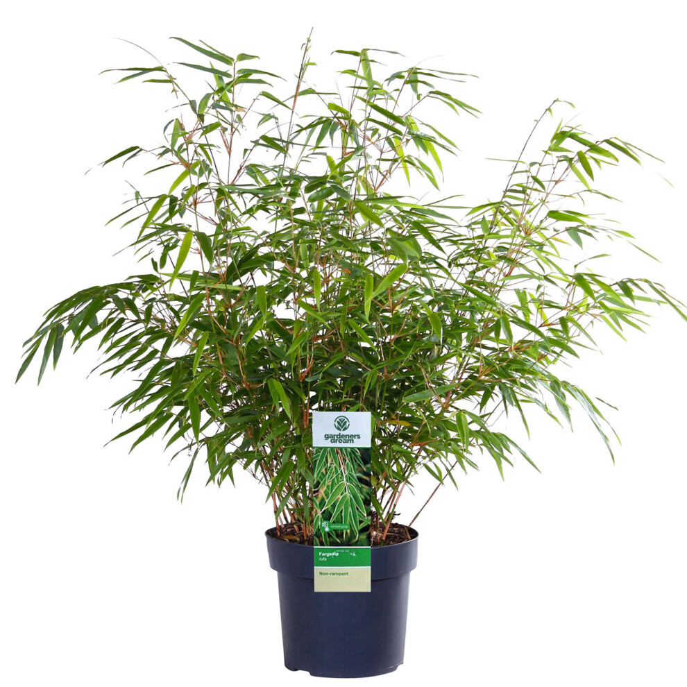 Gardeners Dream (14Cm Pot (40-50Cm Height)) Fargesia Rufa Hardy Non-Invasive Panda Bamboo Garden Plant For Screening Red