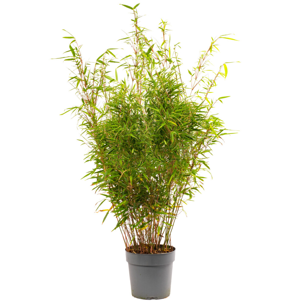 Gardeners Dream (23Cm Pot (90-110Cm Height)) Fargesia Rufa Hardy Non-Invasive Panda Bamboo Garden Plant For Screening Red