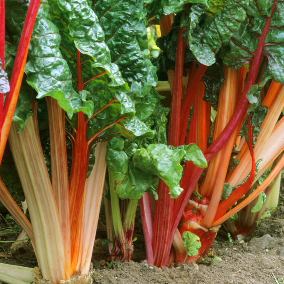 (5 crowns) Rhubarb Goliath | Grow Your Own | Ready To Plant Bare Root Vegetable Crown