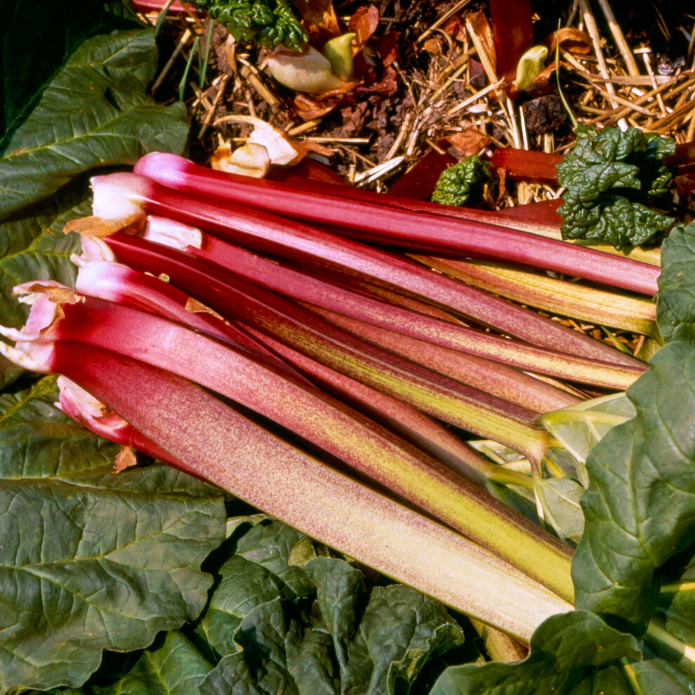 (1 crown) Rhubarb Victoria | Grow Your Own | Ready to Plant Bare Root Vegetable Crown