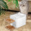 (Type 1) 2L Pet Water Drinker Dispenser Heart-shaped Automatic Dog Cat Feeder Waterer 7