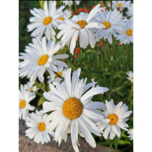 6 LEUCANTHEMUM Superbum 'ALASKA' MEDIUM PLUG PLANTS - HARDY PERENNIAL