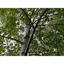 Betula Pendula Silver Birch Tree Pack of 3 Trees 5-6ft Tall Supplied in 3/4 Litre Pots