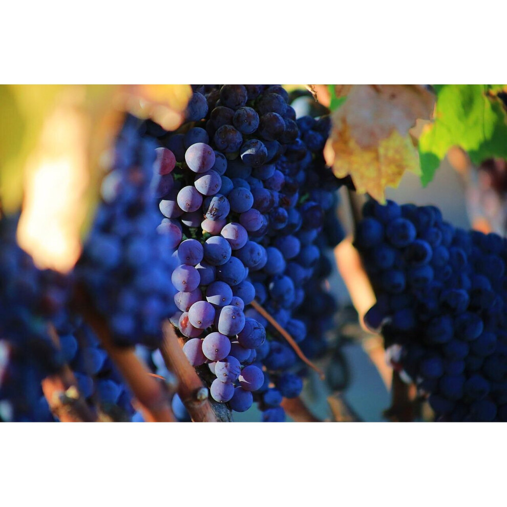 Vitis Boskoop Glory Black Grape Vine Climbing Fruit Plant 3-4ft Tall in a 3 Litre Pot