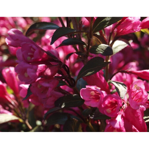 Weigela Florida Victoria Purple Leaf Flowering Shrub Plant in a 2 Litre ...