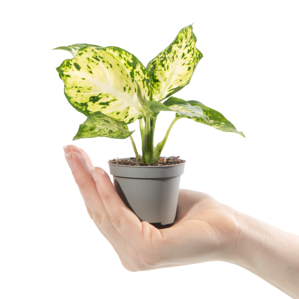 Gardeners Dream Baby Dumb Cane Plant Dieffenbachia Maculata Amy Evergreen Potted Houseplant Gift
