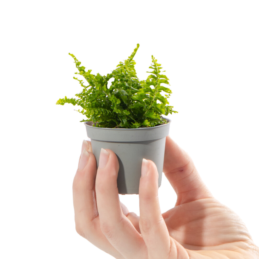 Baby Sword Fern Plant Nephrolepis Exaltata Fluffy Ruffle Indoor Gift Houseplant