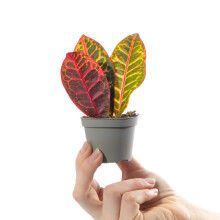 Baby Joseph's Coat Plant Codiaeum Petra Evergreen Houseplant Small Indoor Gift