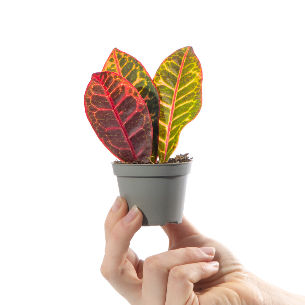 Gardeners Dream Baby Joseph's Coat Plant Codiaeum Petra Evergreen Houseplant Small Indoor Gift