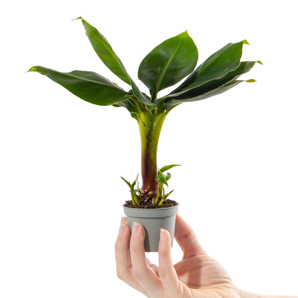 Gardeners Dream Baby Banana Plant Musa Acuminata Small Ornamental Indoor Houseplant In 6Cm Pot