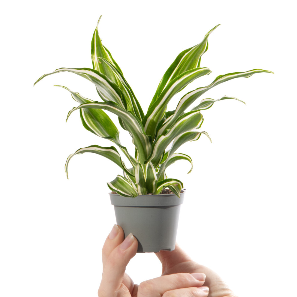 Gardeners Dream Baby Dragon Tree Plant Dracaena Dragontree Kanzi Small Indoor Houseplant 6Cm Pot Green/White