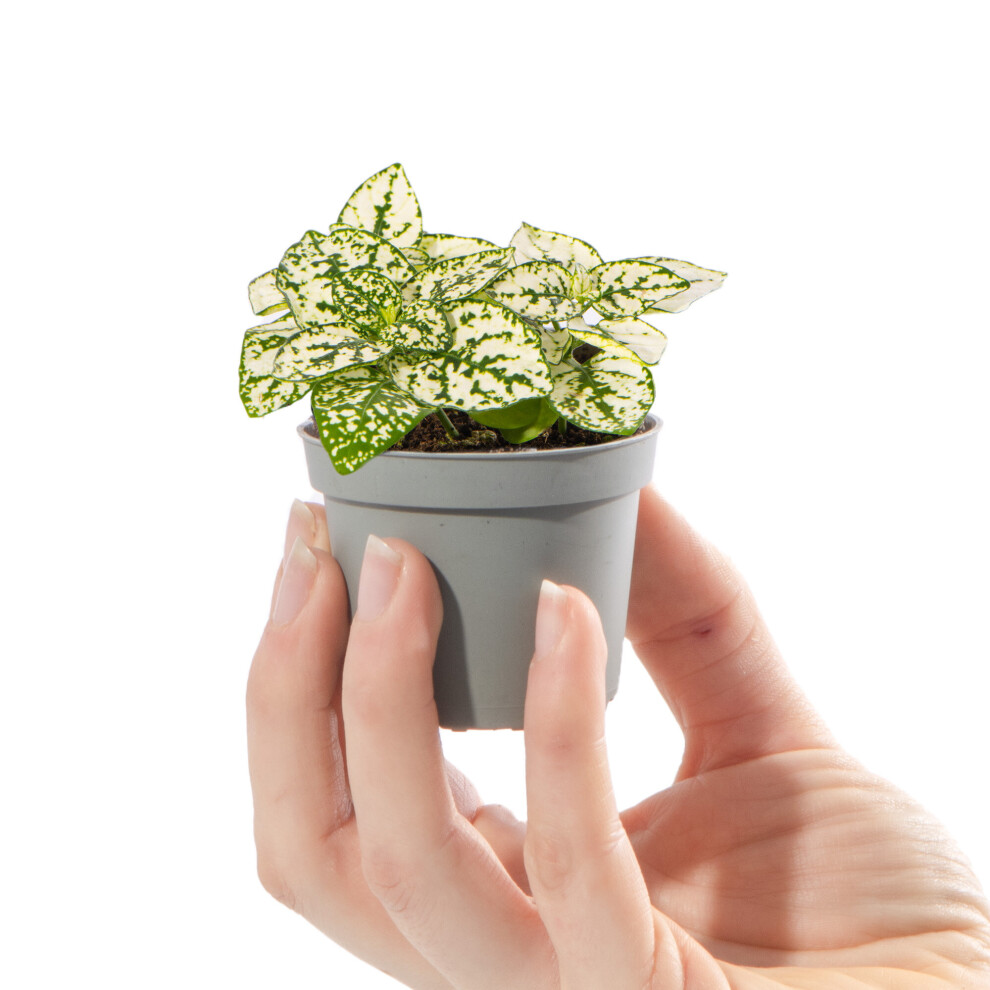 Gardeners Dream Baby Polka Dot Plant Hypoestes Phyllostachya Small Houseplant In 6Cm Pot White