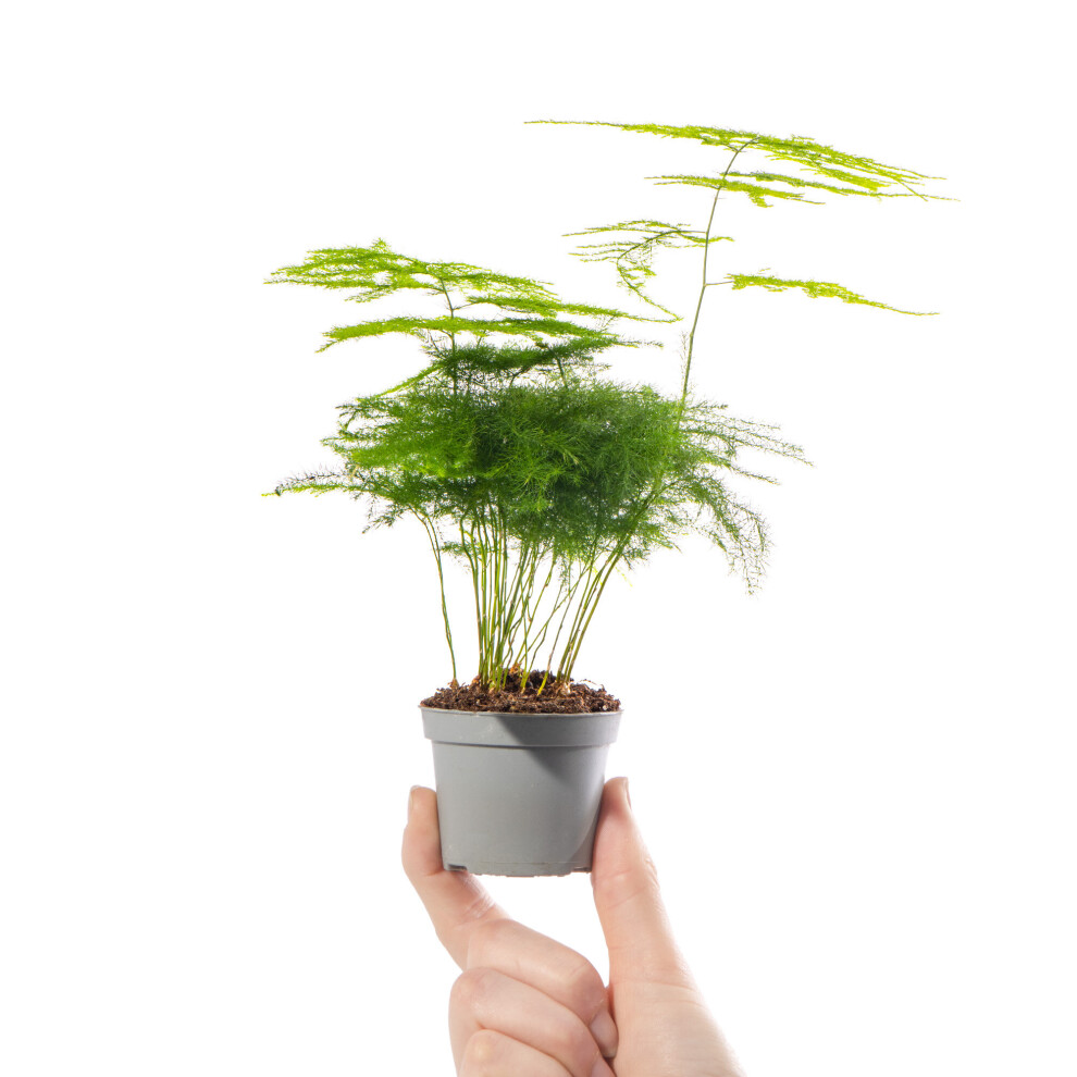 Baby Asparagus Fern Plant Asparagus Plumosus Small Indoor Evergreen Houseplant