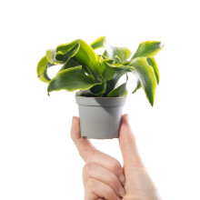 Baby Dragon Plant Dracaena Dragontree Tornado Small Indoor Houseplant 6cm Pot