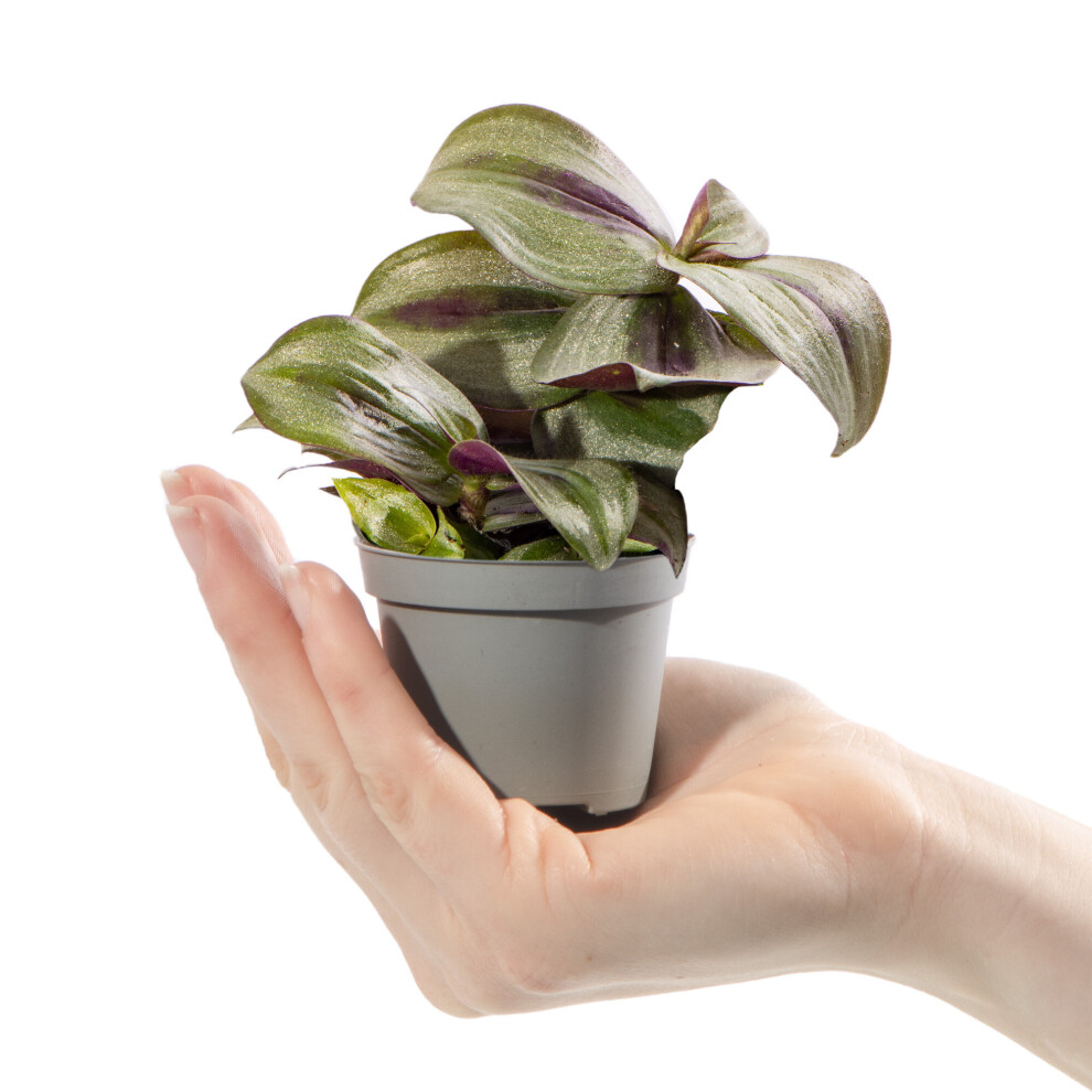 Gardeners Dream Baby Wandering Dude Plant Tradescantia Joy Zebrina Indoor Gift Houseplant Pink