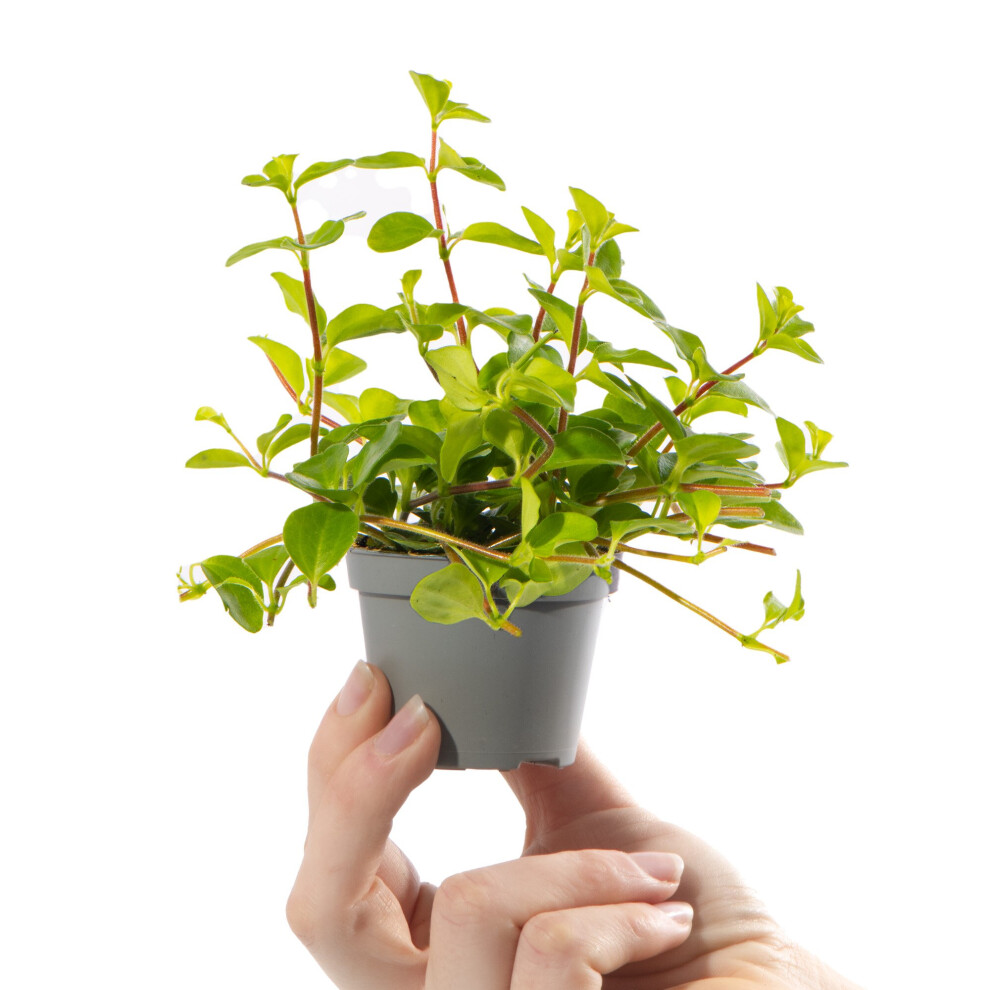 Gardeners Dream Baby Trailing Jade Plant Peperomia Rotundifolia Small Indoor Houseplant 6Cm Pot