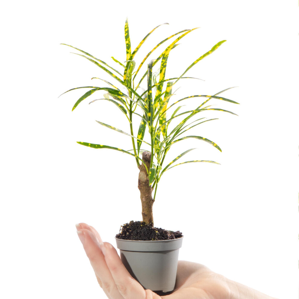 Gardeners Dream Baby Croton Joseph's Coat Plant Codiaeum Pictum Evergreen Houseplant Ideal Gift