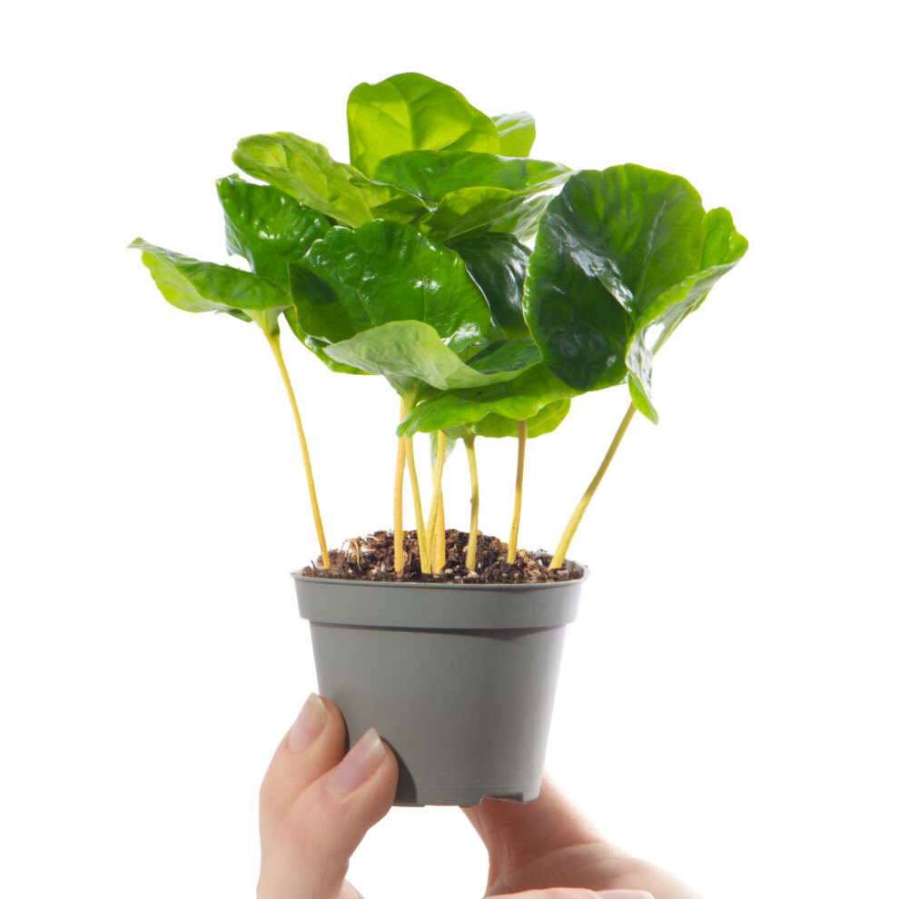 Baby Coffee Plant Coffea Arabica Evergreen Indoor Gift Houseplant Potted Small